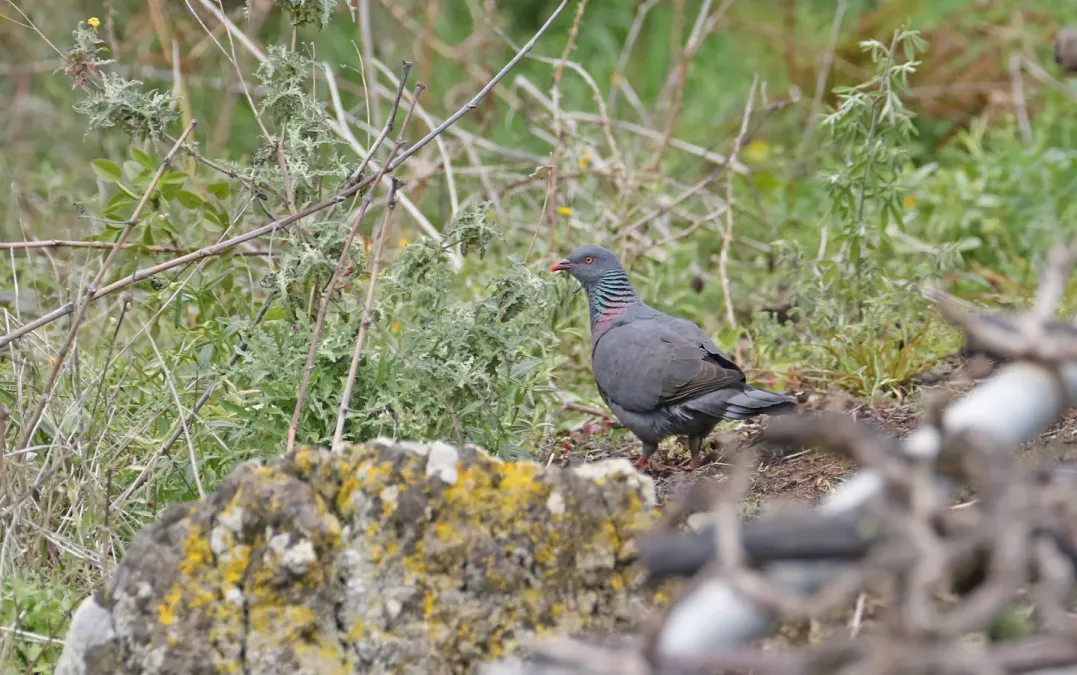 File:Columba bollii 184476205.jpg