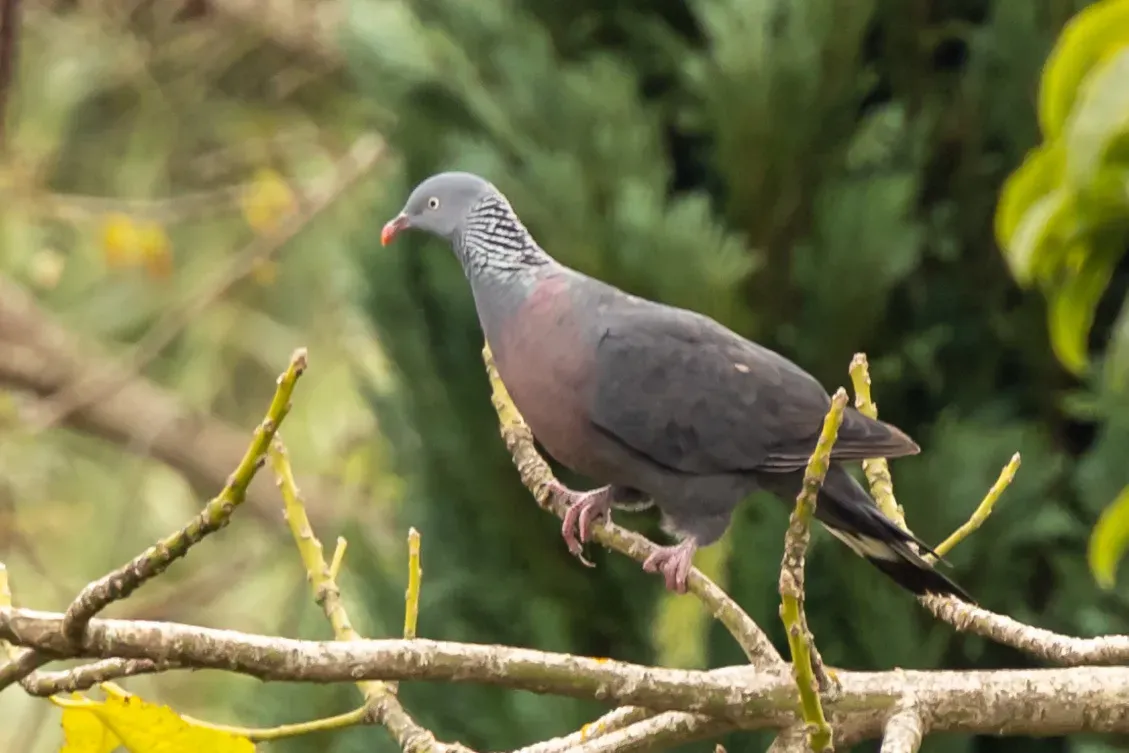 File:Columba trocaz 182368577.jpg