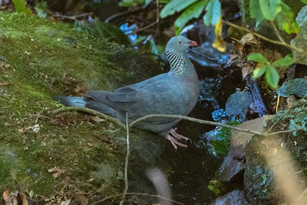 File:Columba trocaz 175416523.jpg