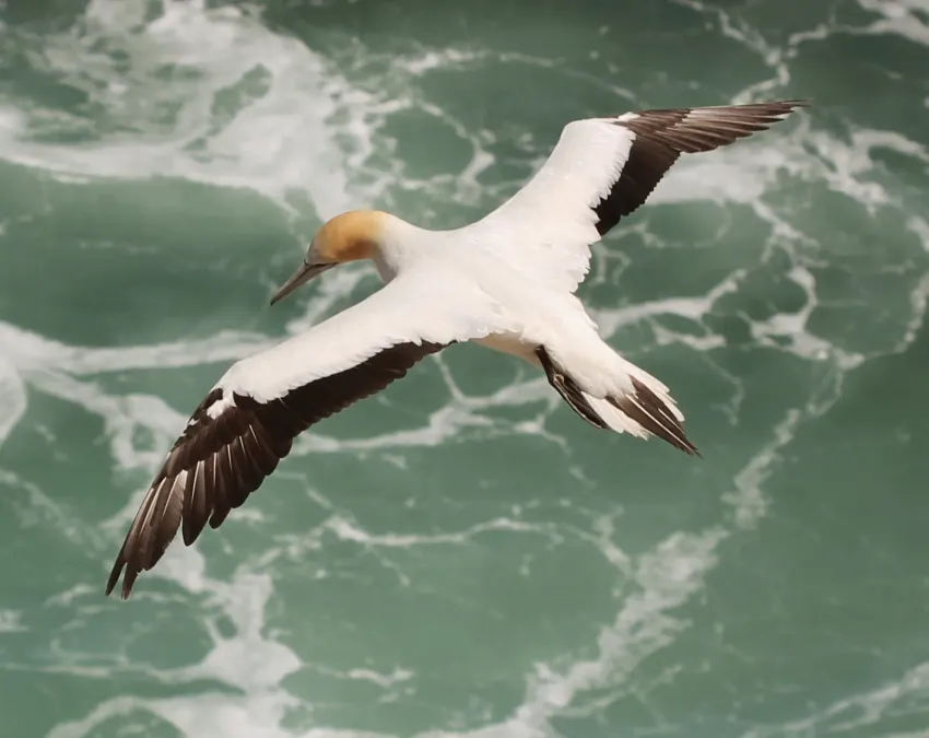 File:Australasian Gannet (Morus serrator) in flight, from above.jpg