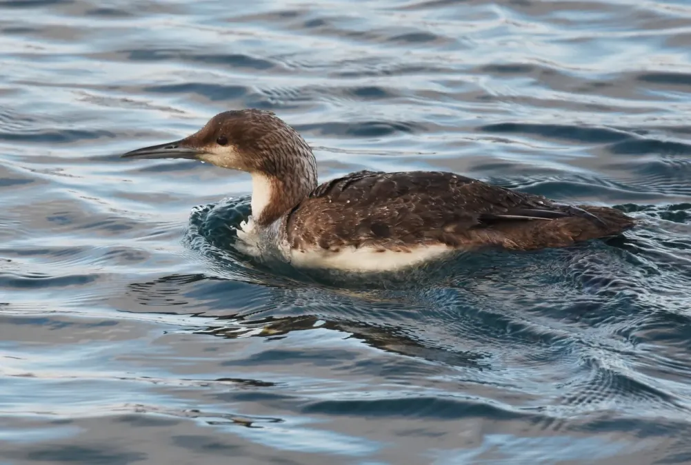 File:Gavia pacifica 143276247.jpg