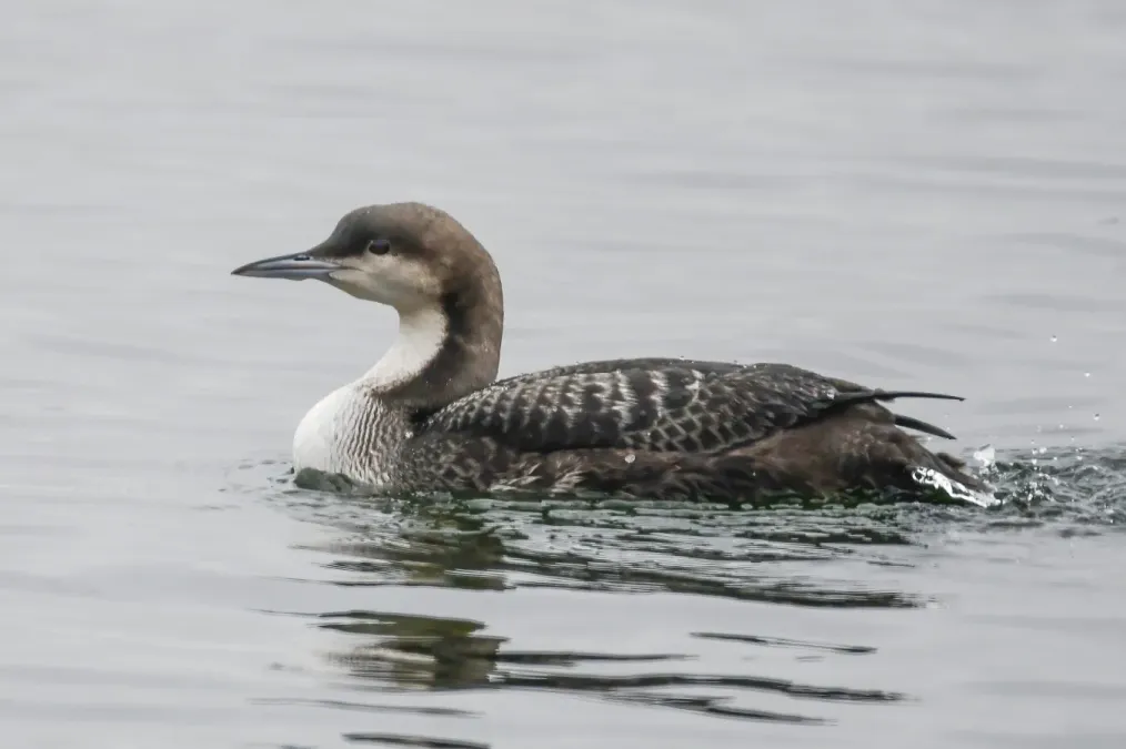 File:Gavia pacifica 172494537.jpg