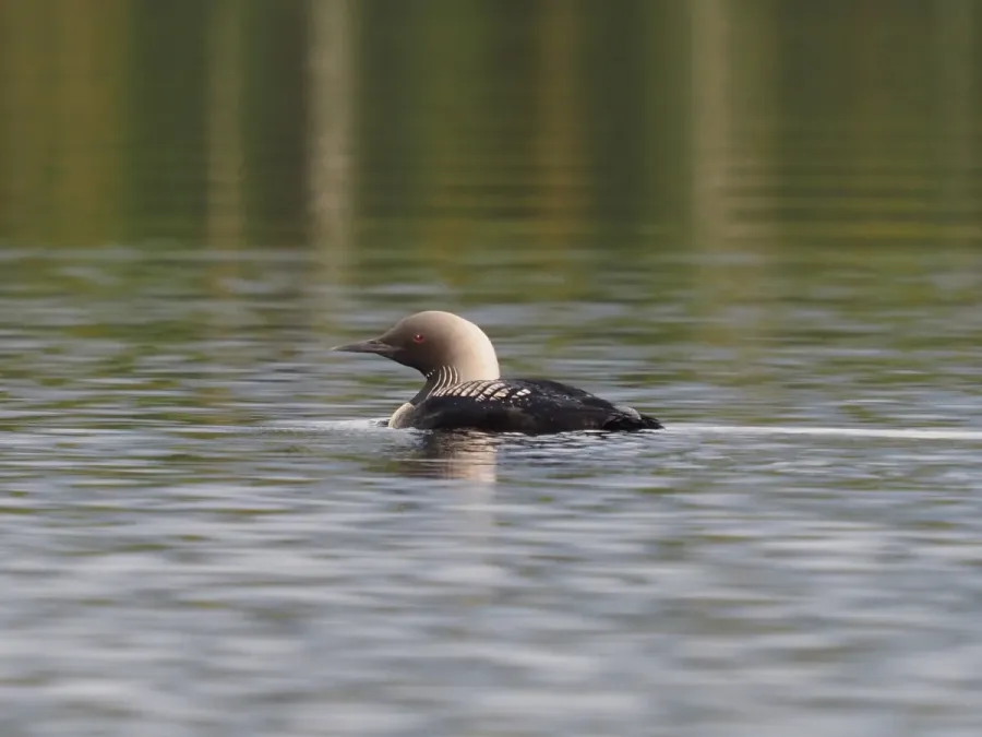 File:Gavia pacifica 236110187.jpg