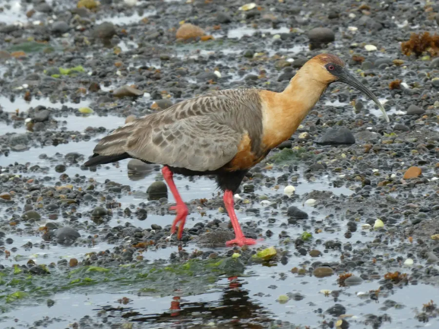 File:Bandurria austral (Theristicus melanopis melanopis) en Achao. Isla Quinchao. Archipiélago de Chiloé. Chile.jpg