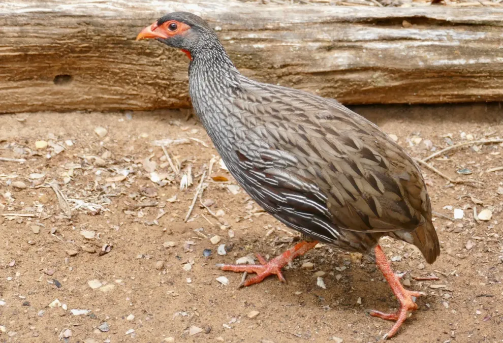 File:Red-necked Spurfowl (Pternistis afer) (52656956753).jpg