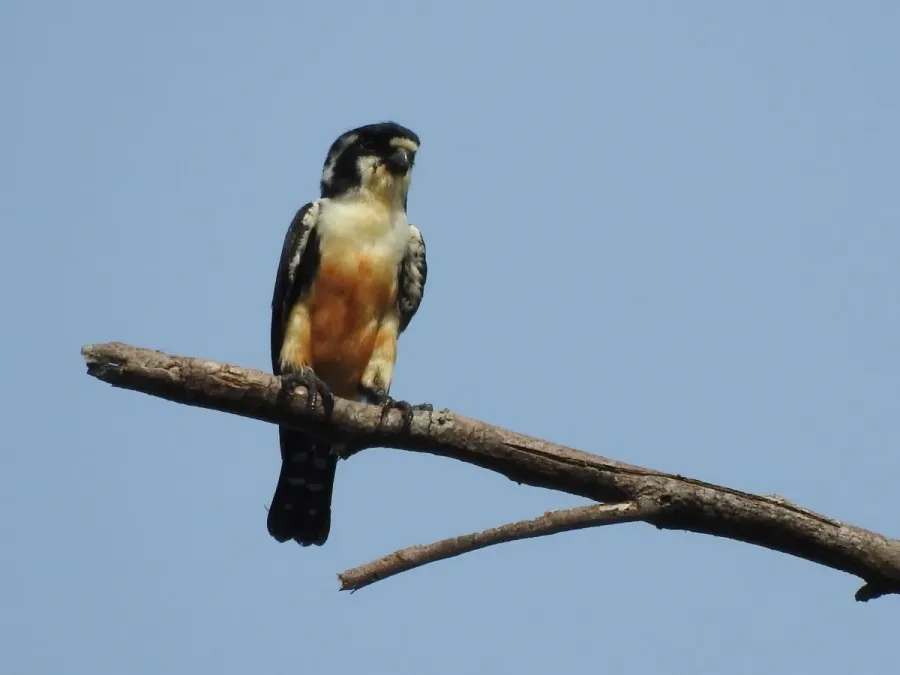 File:Microhierax fringillarius 12291410.jpg