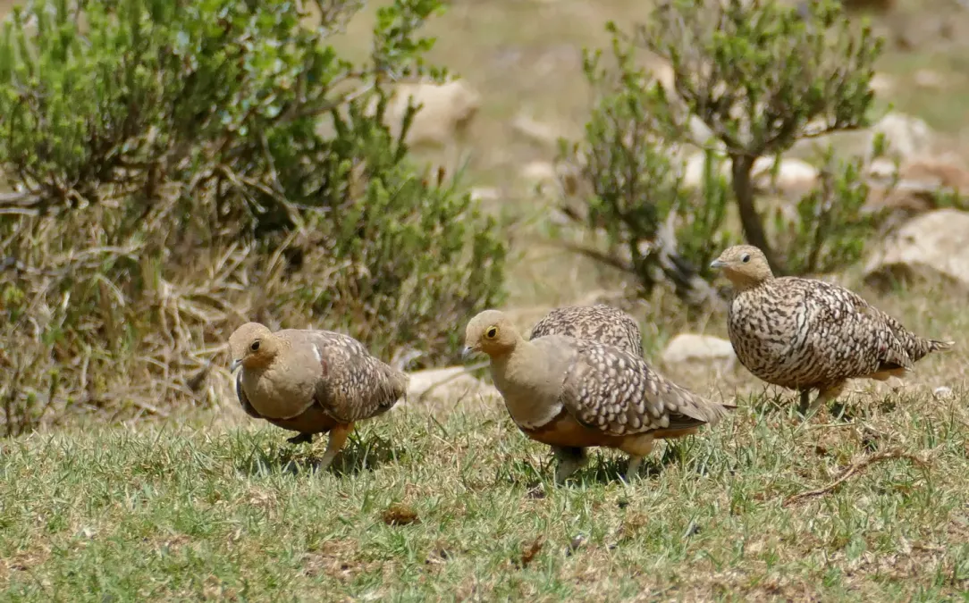 File:Namaqua Sandgrouses (Pterocles namaqua) (52665034155).jpg