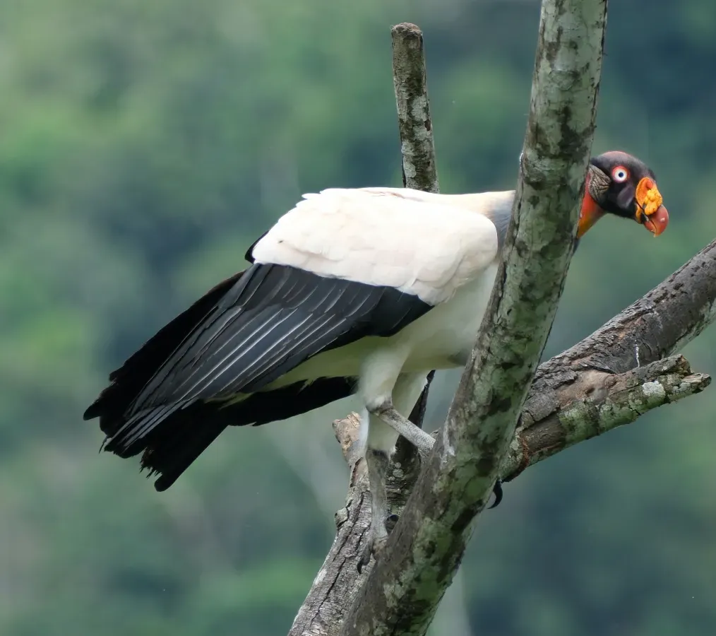 File:Sarcoramphus papa 252472964.jpg