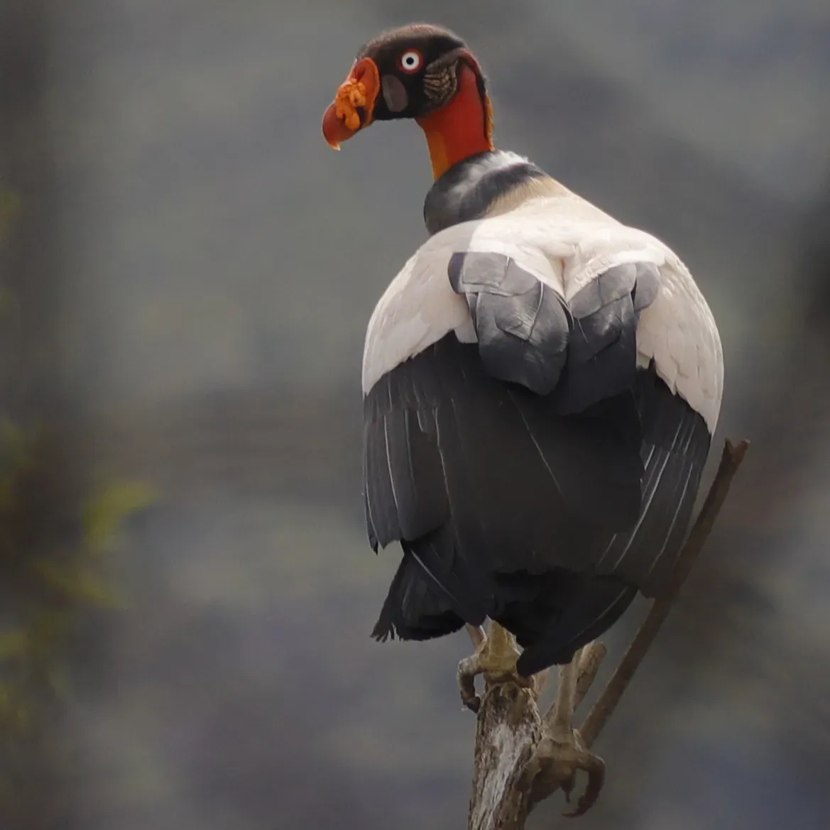 File:Sarcoramphus papa 118053486.jpg