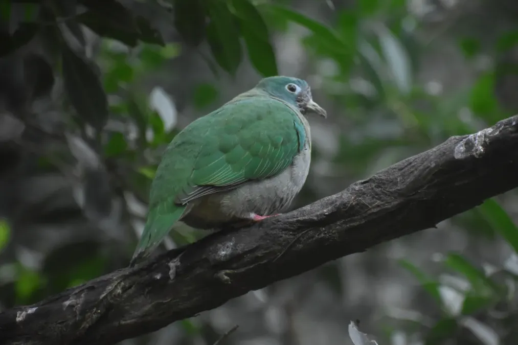 File:Ptilinopus melanospilus female Beauval.jpg