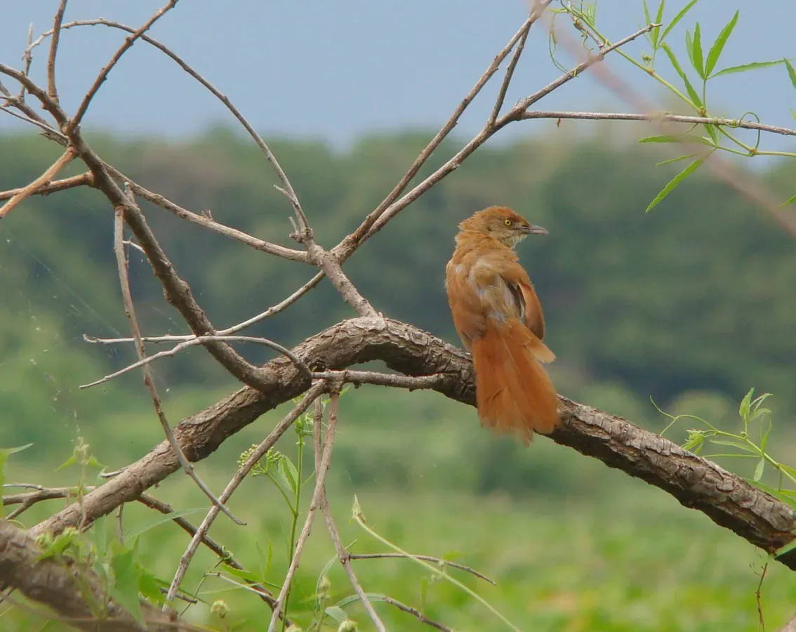 File:Greater thornbird Phacellodomus ruber.jpg