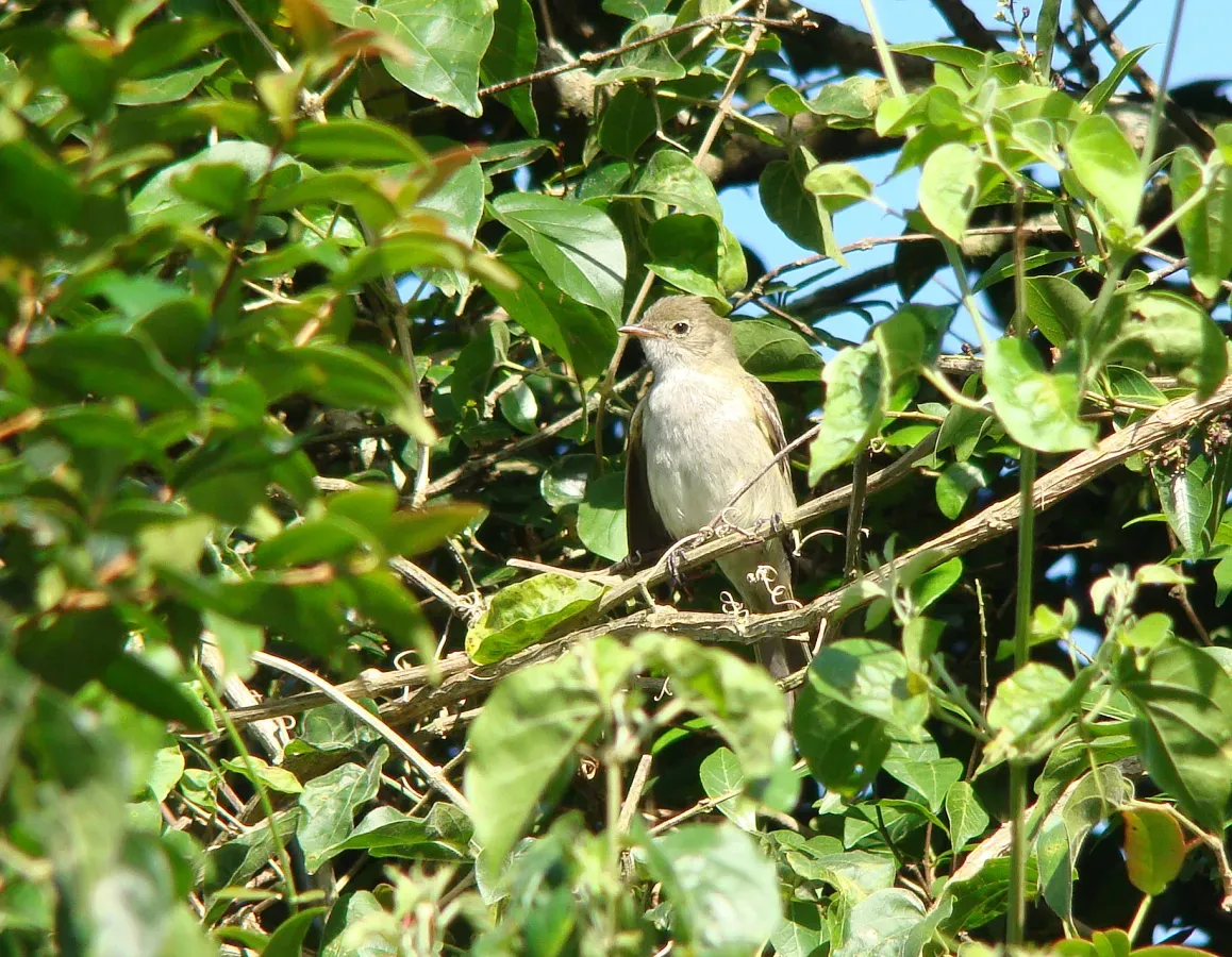 File:Elaenia parvirostris small billed elaenia.jpg