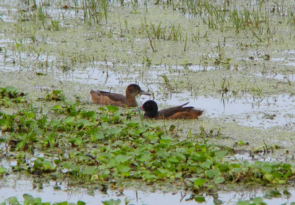 File:Heteronetta atricapilla blackheadedduck.jpg