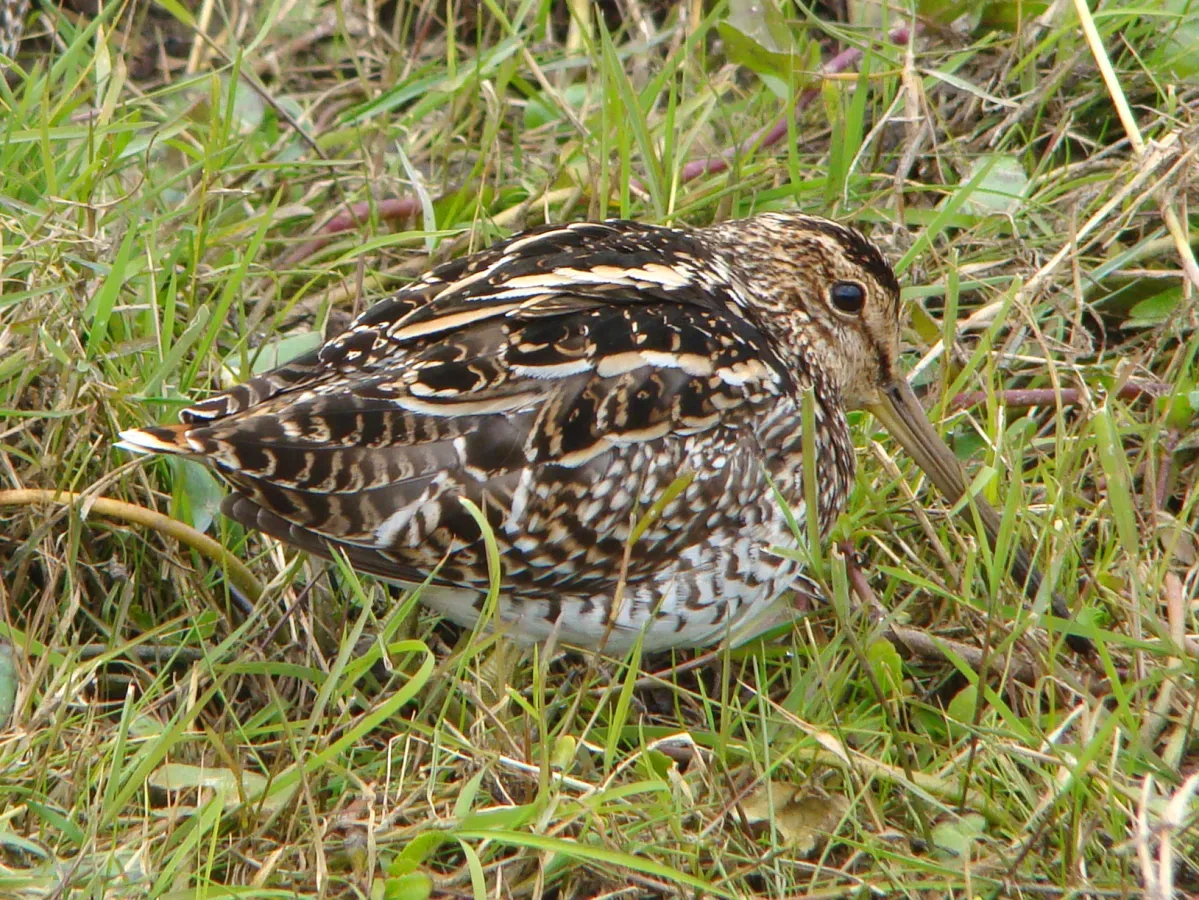 File:Gallinago paraguaiae.jpg