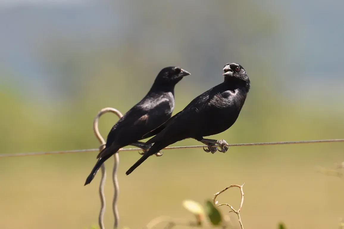 File:Screaming Cowbird (Molothrus rufoaxillaris).jpg