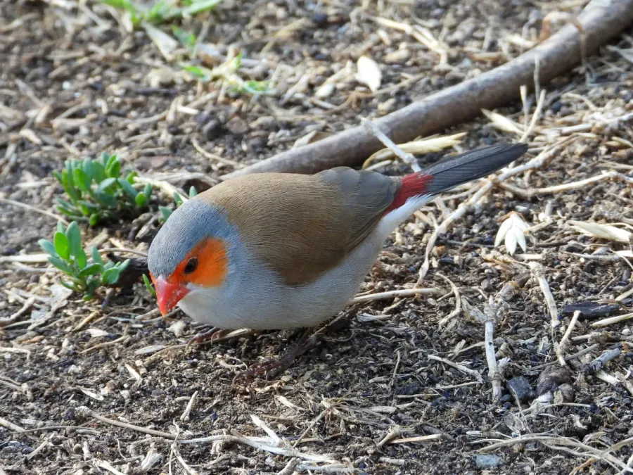 File:Estrilda melpoda 128071692.jpg