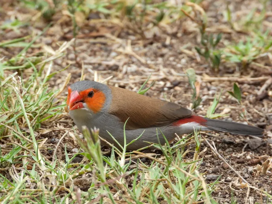 File:Estrilda melpoda 129793710.jpg