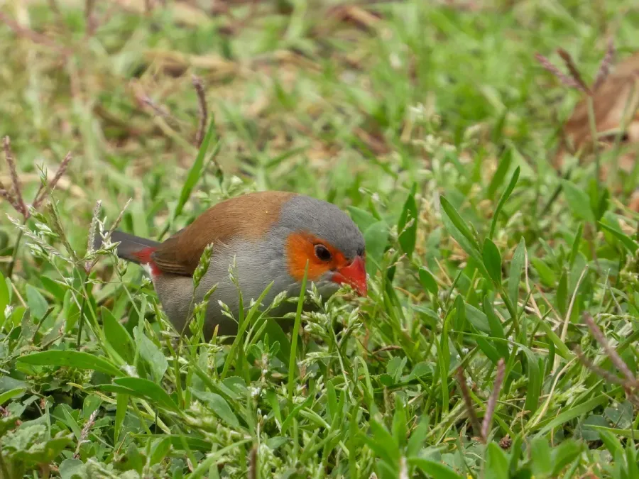 File:Estrilda melpoda 129793669.jpg