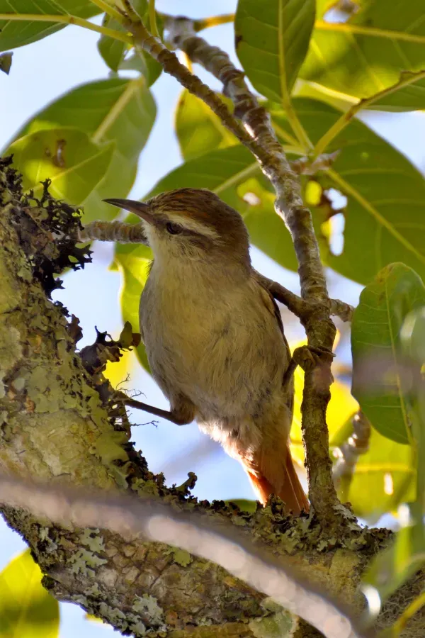 File:Stripe-crowned Spinetail (Cranioleuca pyrrhophia).jpg