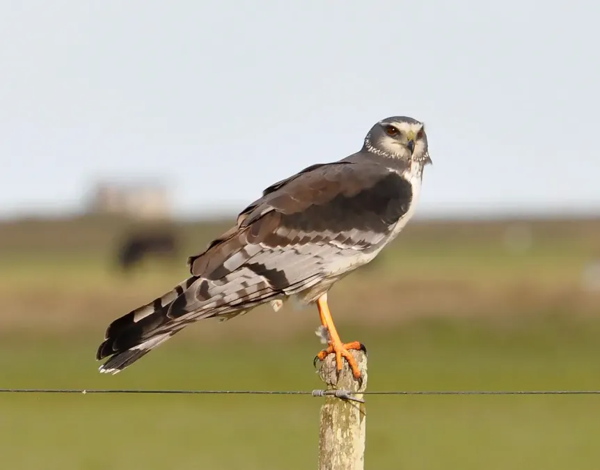 File:Circus buffoni male pale.jpg