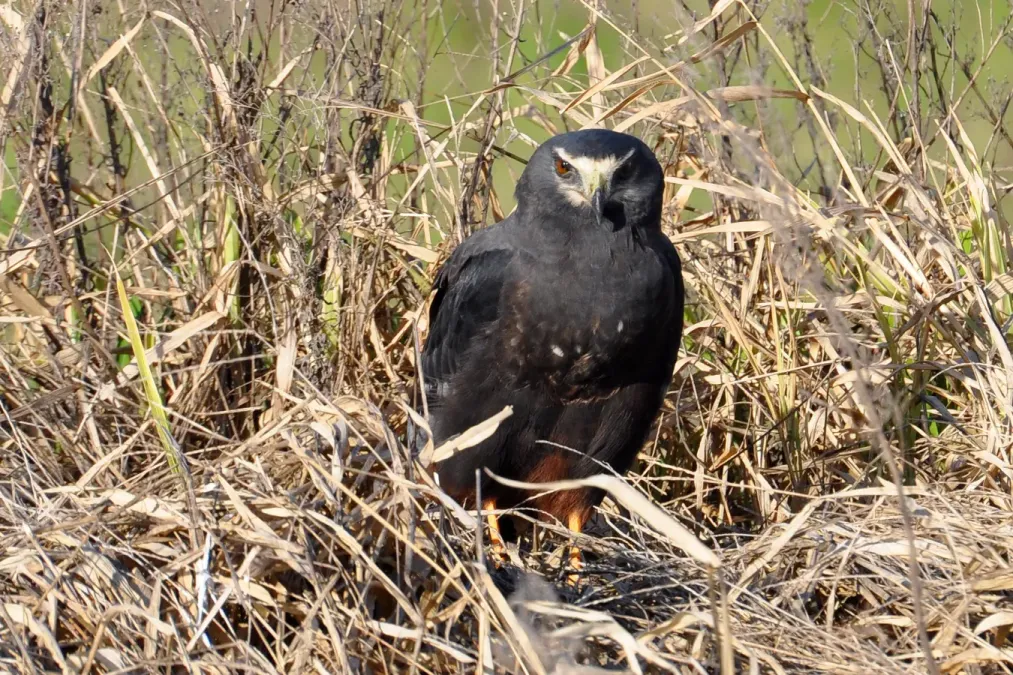 File:Circus buffoni female dark.jpg