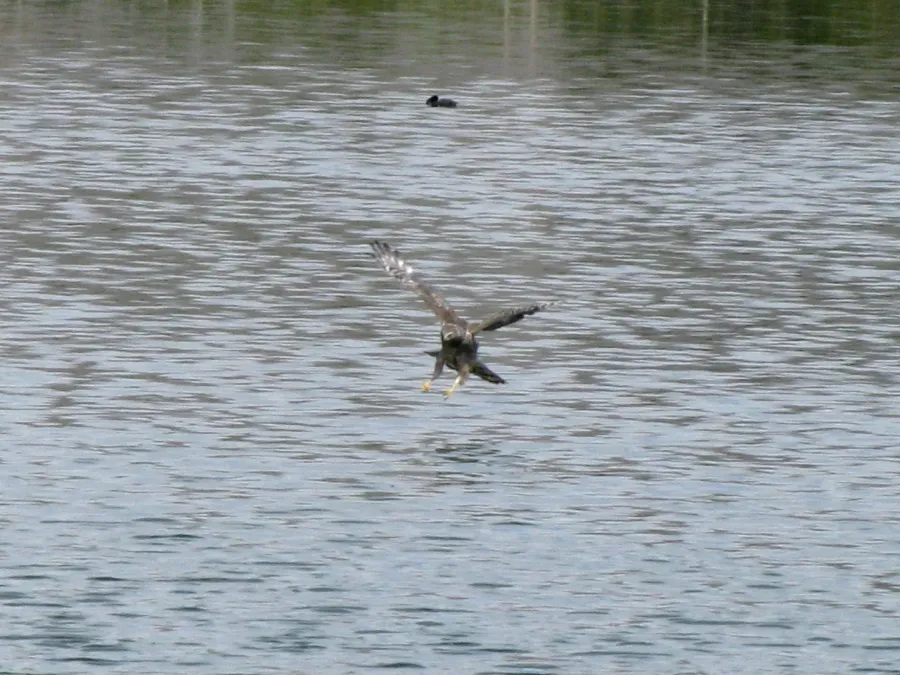 File:Circus buffoni flight water.jpg