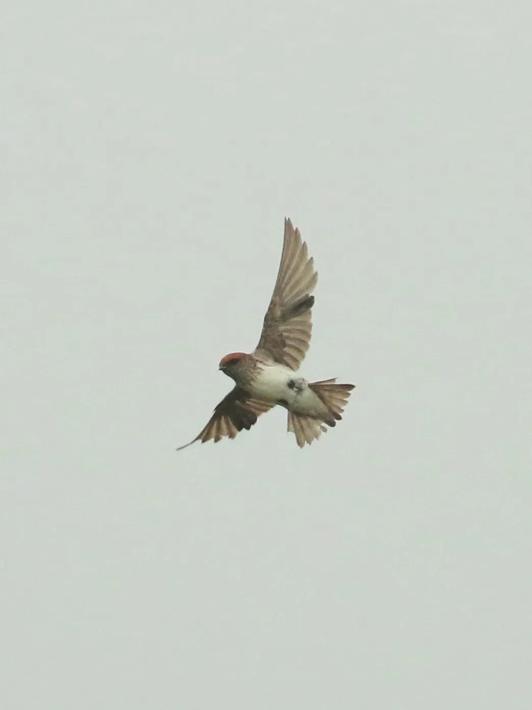 File:Streak-throated swallow (Petrochelidon fluvicola).jpg