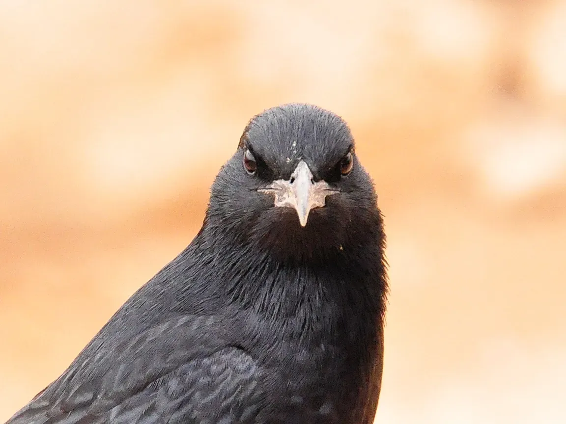 File:Onychognathus tristramii -Israel -male -head-8.jpg