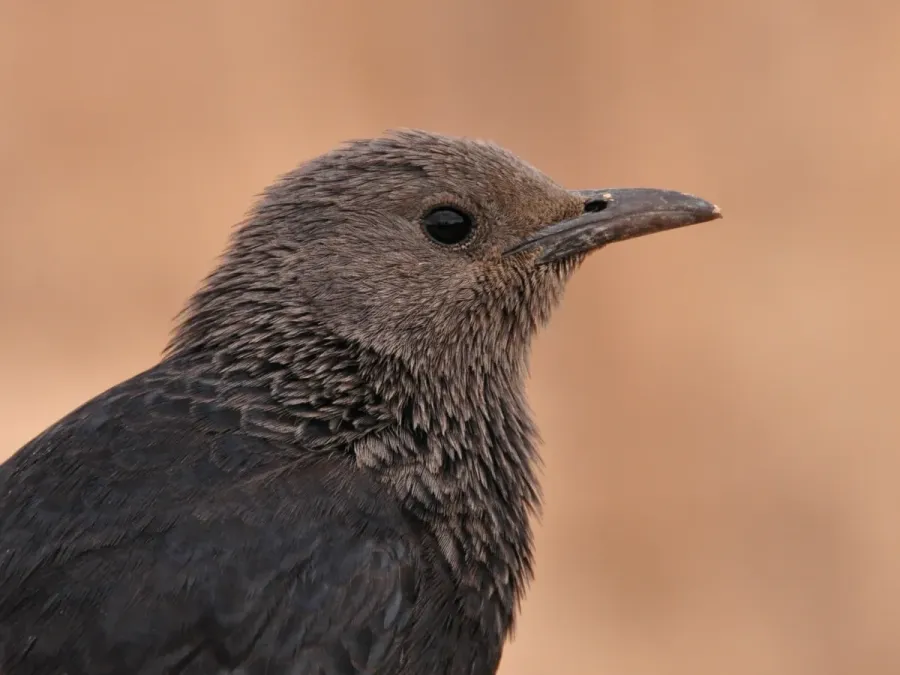 File:Onychognathus tristramii -Israel -female -head-8.jpg
