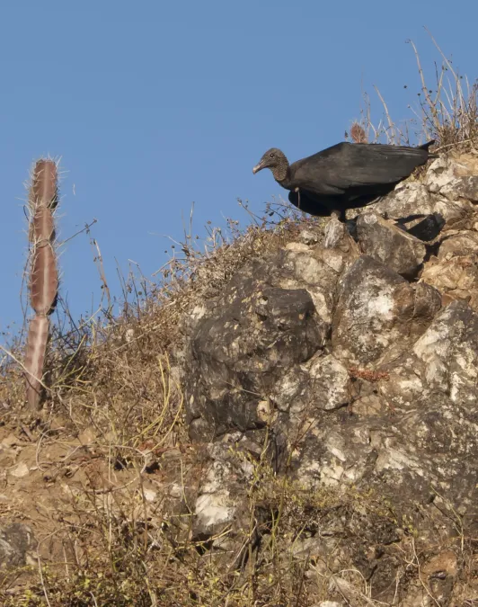 File:Coragyps atratus Junquillal beach.jpg