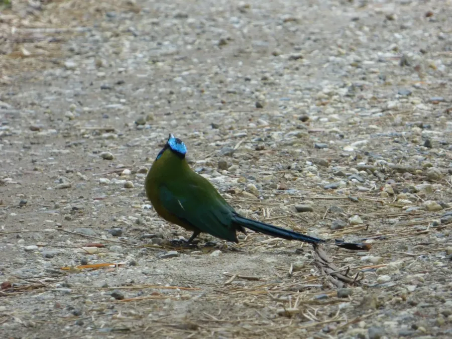 File:Momotus momota Barranquero Popayan Cauca (02).jpg