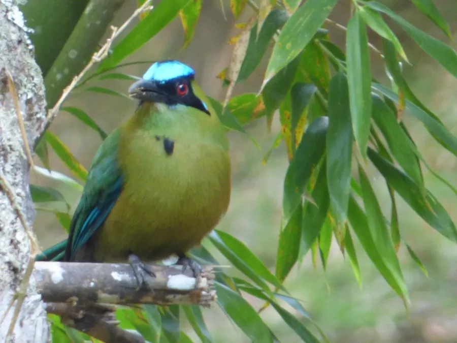File:Momotus momota Barranquero Popayan Cauca (4).jpg