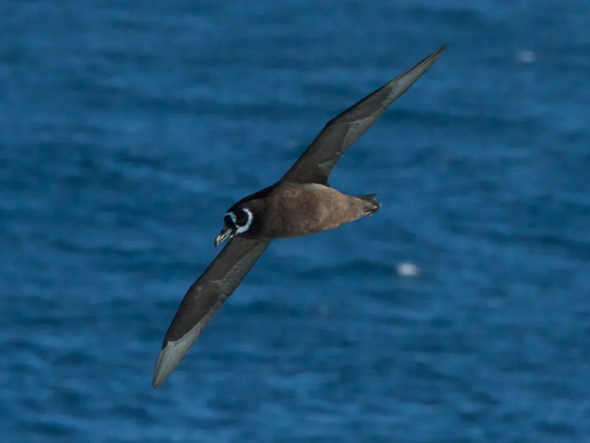 File:Spectacled Petrel, Procellaria conspicillata (cropped).jpg