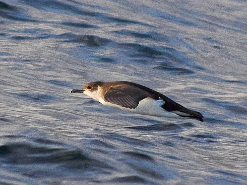 File:Little shearwater (Puffinus assimilis) (cropped).jpg