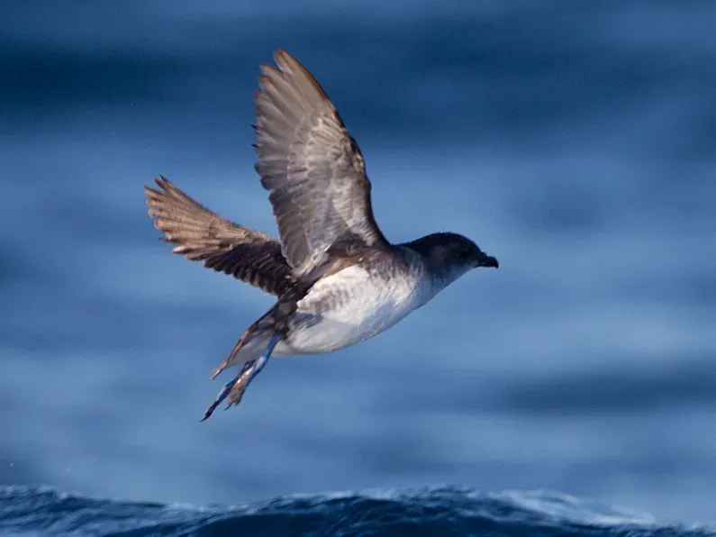 File:Pelecanoides urinatrix 2 - SE Tasmania (cropped).jpg
