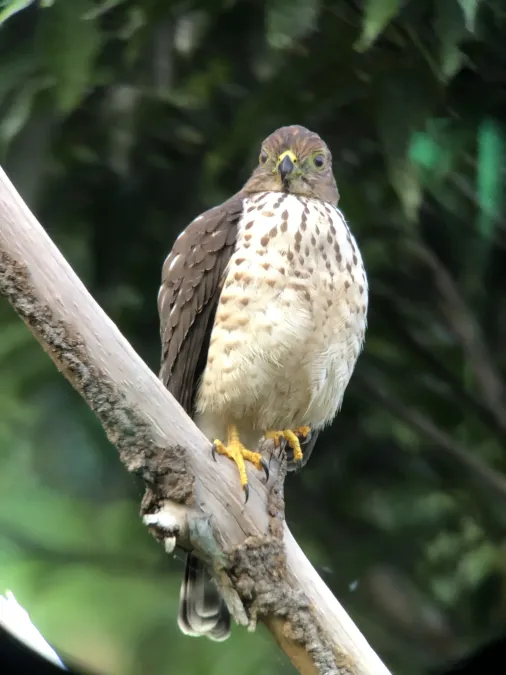 File:Harpagus bidentatus 253686788.jpg