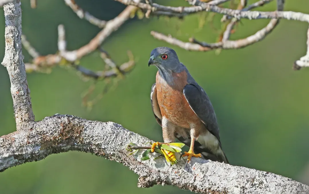File:Harpagus bidentatus 160471680.jpg
