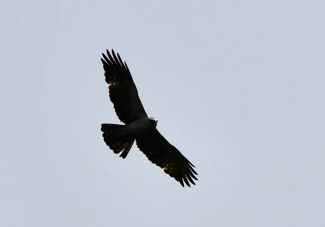 File:Aquila africana 102402520.jpg