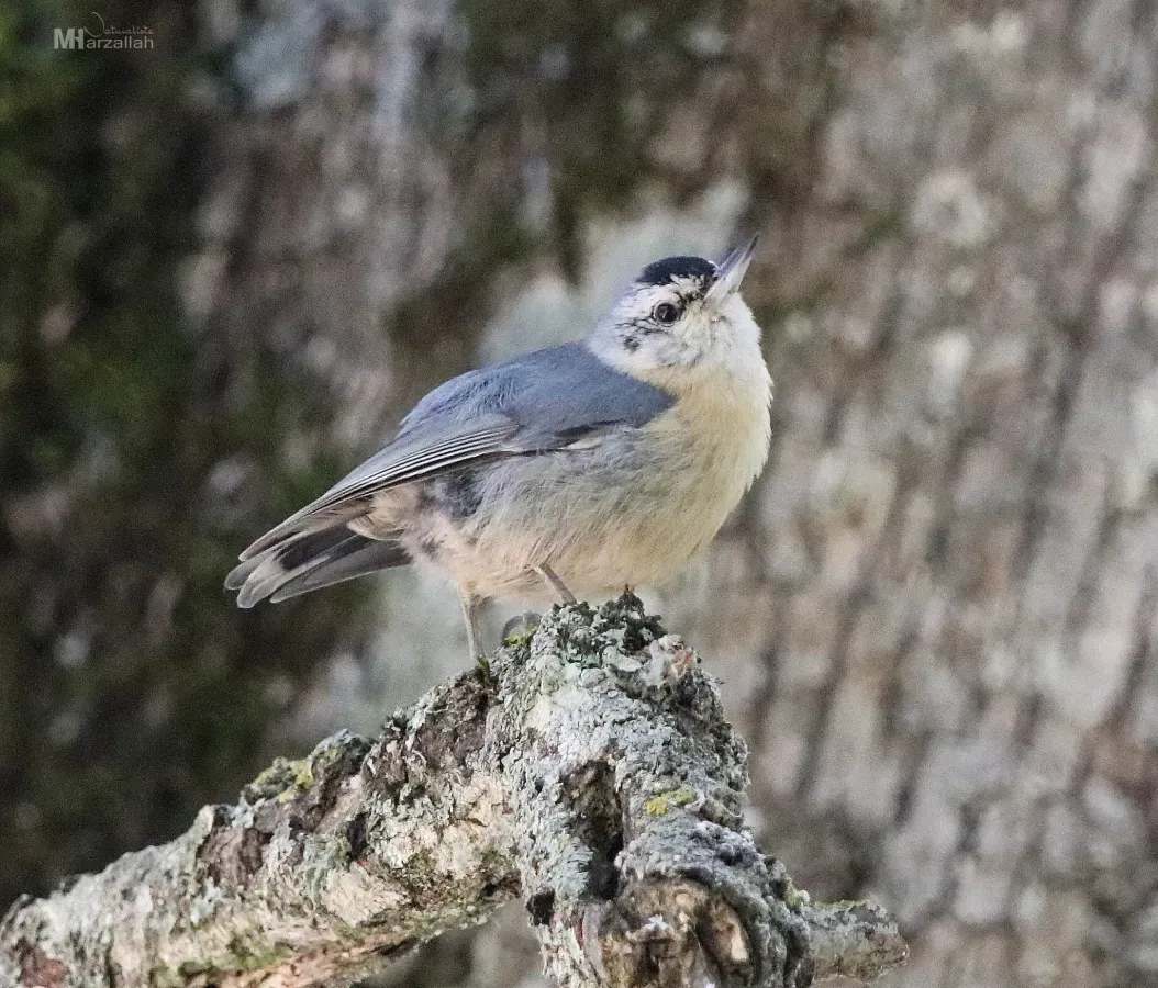 File:Sitta ledanti 180233129.jpg