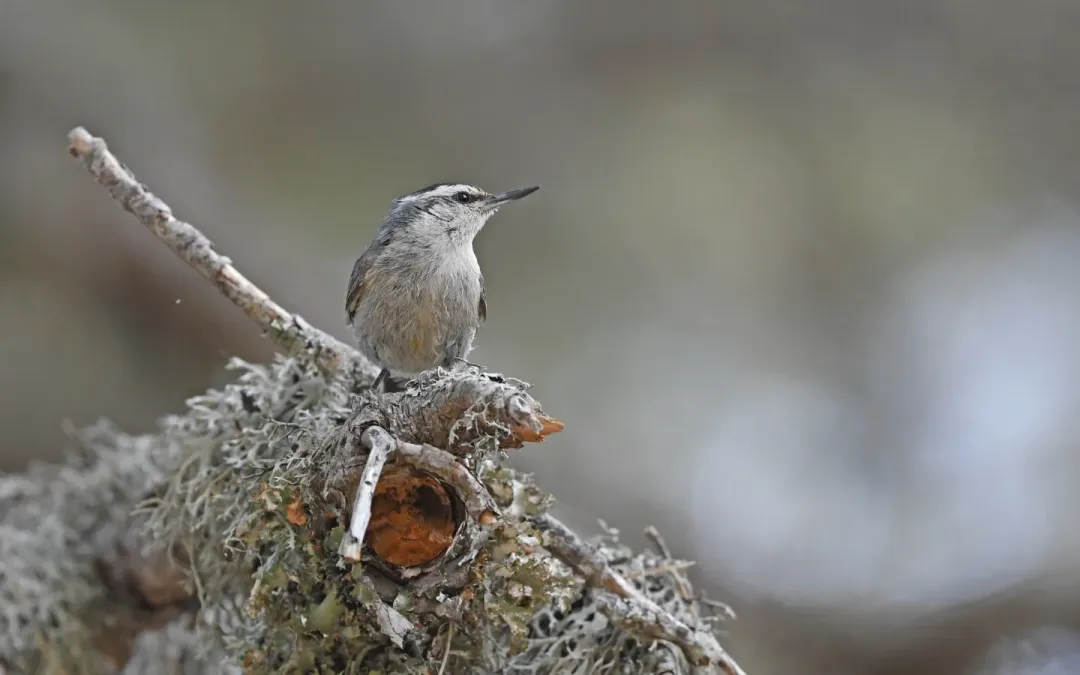 File:Sitta whiteheadi 216498347.jpg