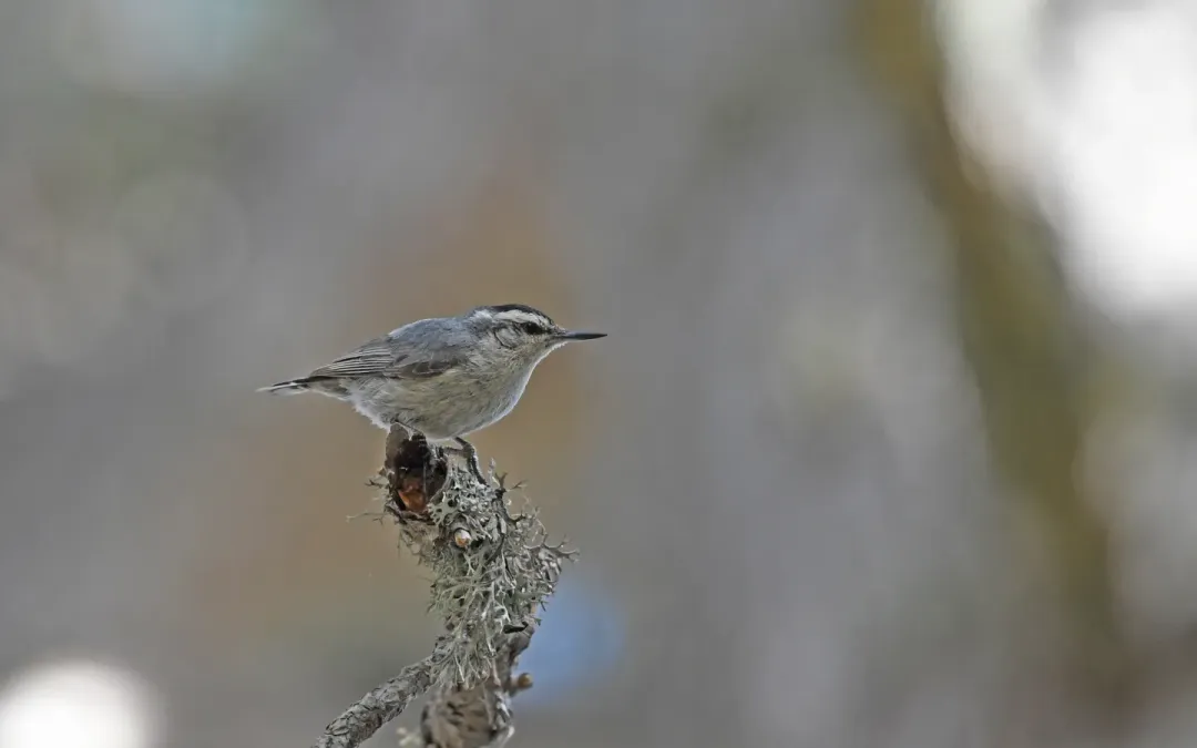 File:Sitta whiteheadi 216502558.jpg