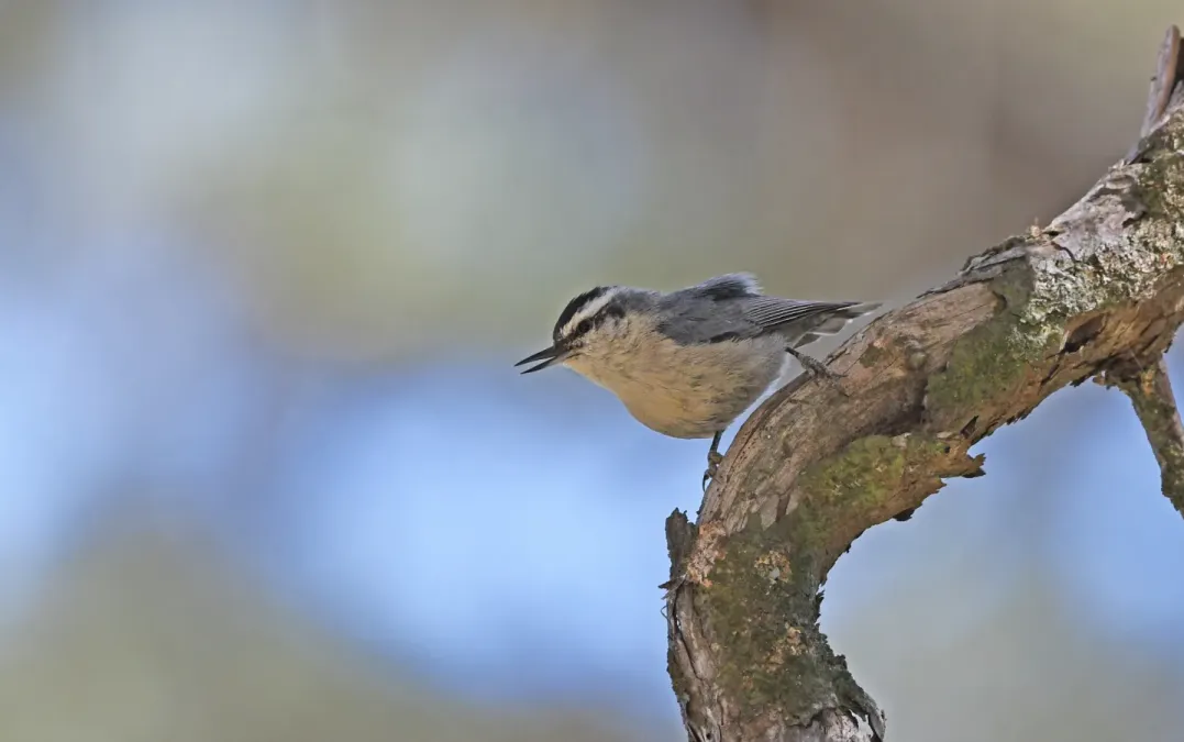 File:Sitta whiteheadi 213844598.jpg