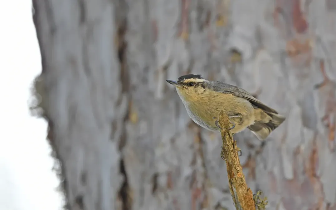 File:Sitta whiteheadi 213844406.jpg