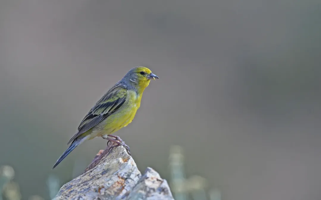 File:Carduelis corsicana 218498055.jpg