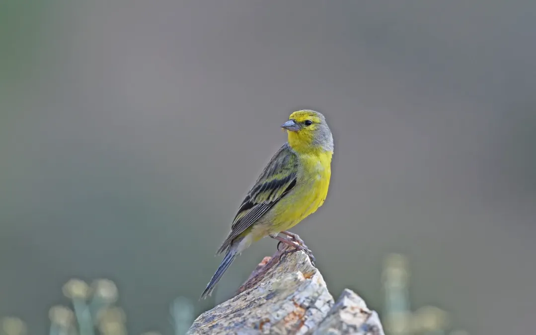 File:Carduelis corsicana 218493924.jpg
