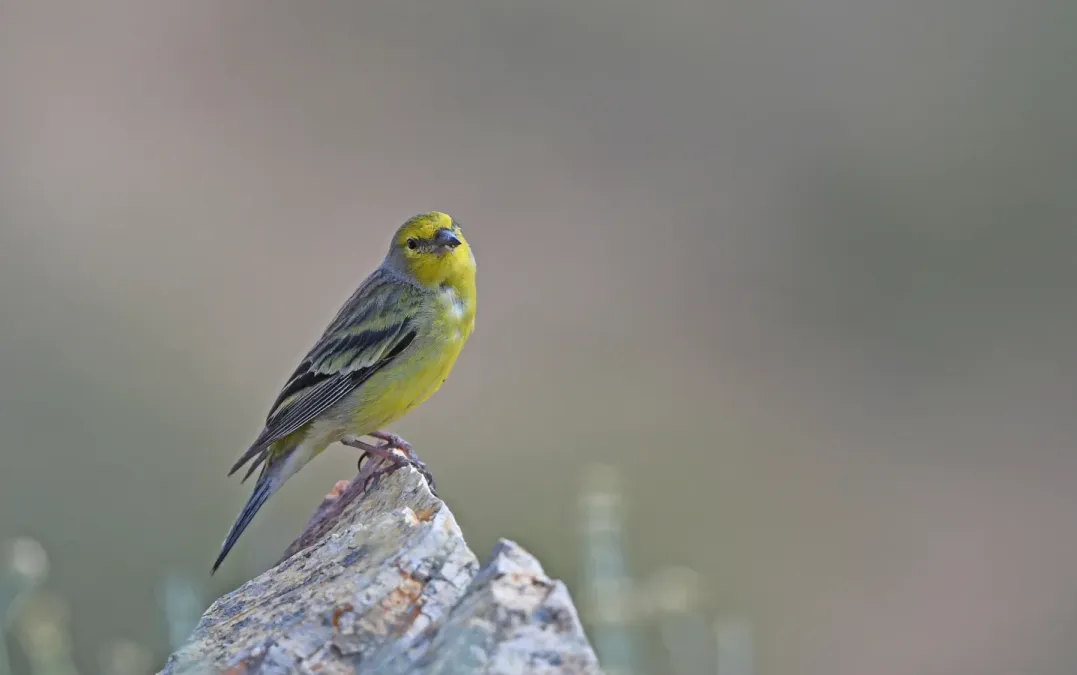 File:Carduelis corsicana 218497240.jpg