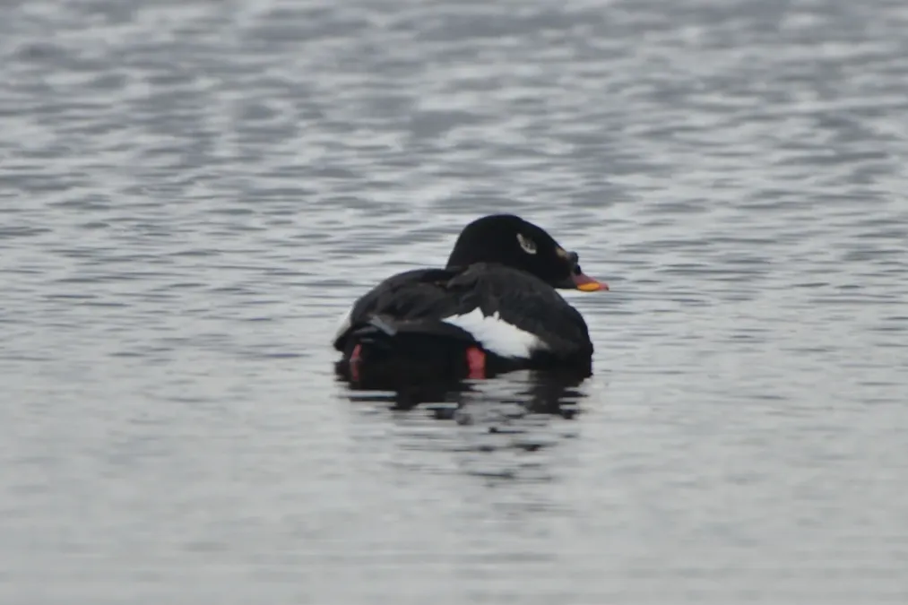 File:Melanitta stejnegeri 223375249.jpg