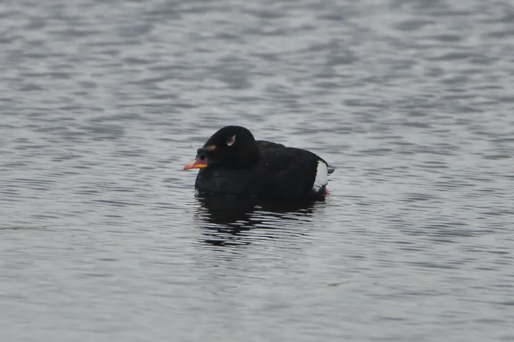 File:Melanitta stejnegeri 223375295.jpg