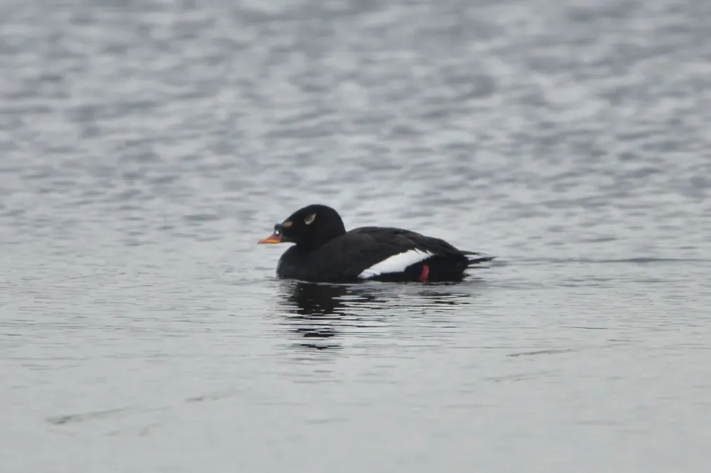 File:Melanitta stejnegeri 223375338.jpg