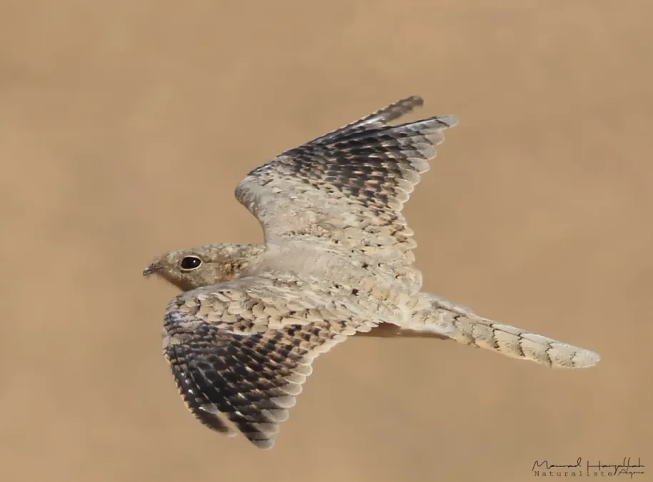 File:Caprimulgus aegyptius 64021449.jpg